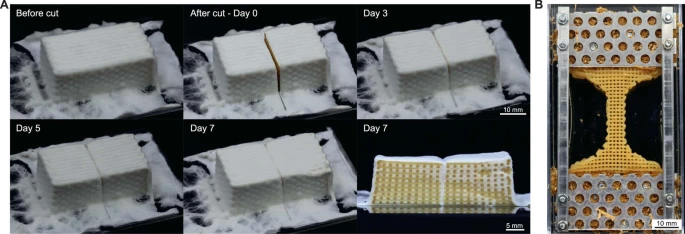 プリントされた菌糸のグリッドにできた切り口が自己修復するようす　出典：論文「Three-dimensional-printing-of-mycelium-hydrogels-into-living-complex-materials」